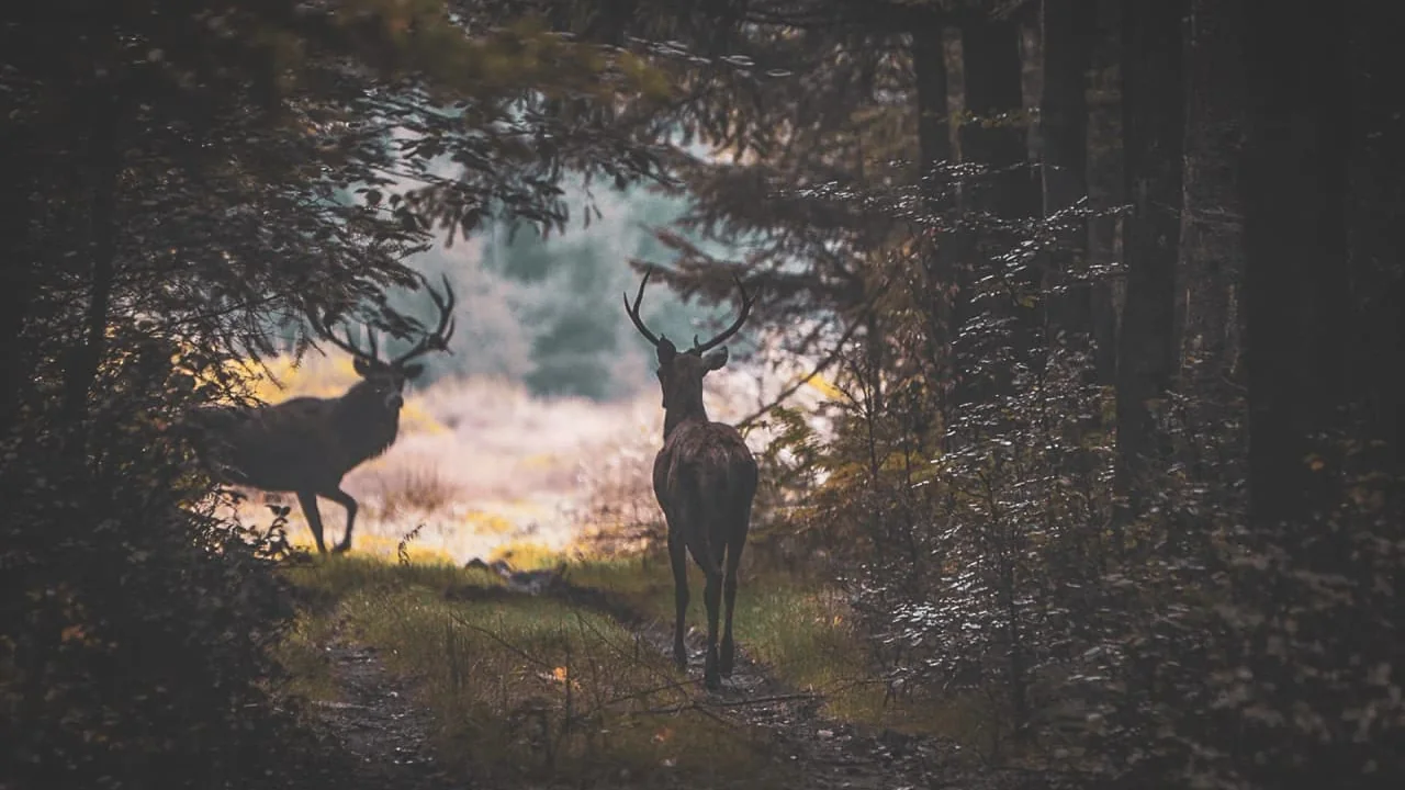 Photographic safari in the Vosges with a naturalist: the high-end nature experience